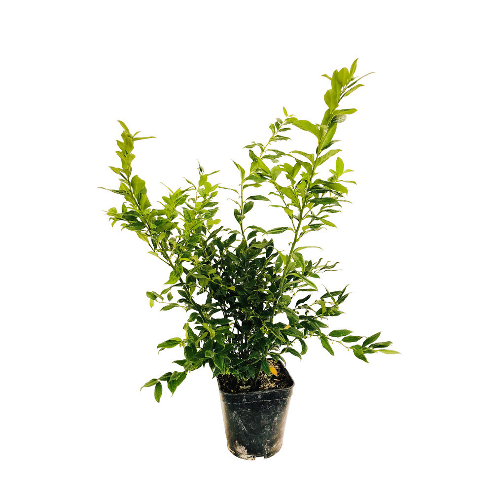 SARCOCOCCA RUSCIFOLIA C 4L-(686596)