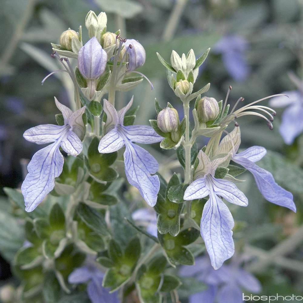 TEUCRIUM FRUTICANS C 4L-(686597)