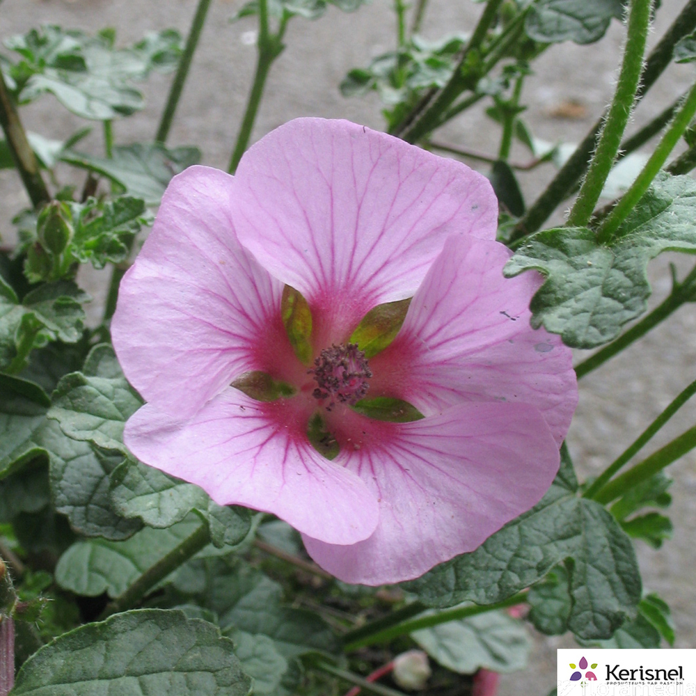 Anisodonthea malvastroides 'Cristal Rose':pot 4L