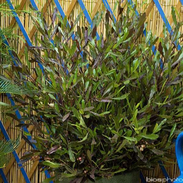 Dodonaea viscosa:H 40/60 cm pot 4L