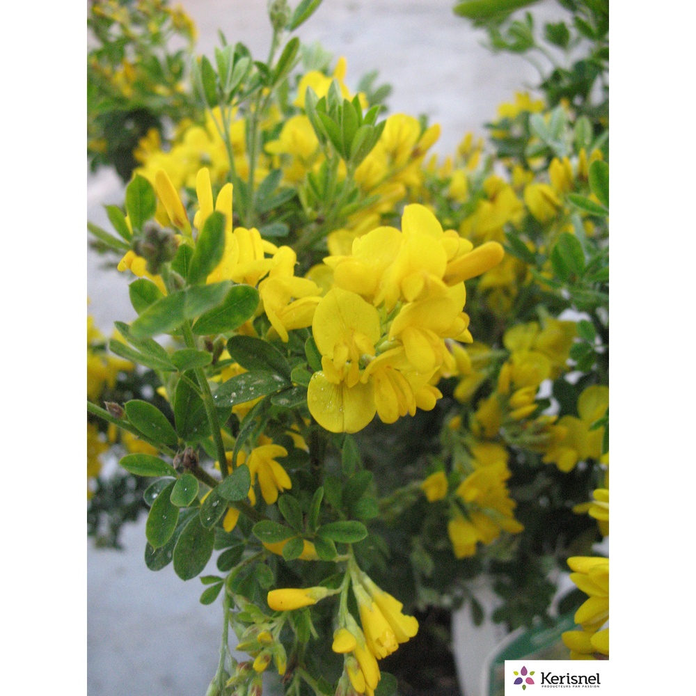 Genista 'Porlock':pot 4L