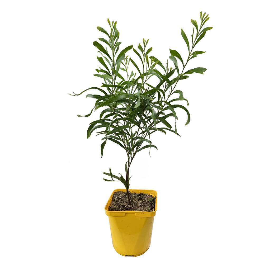 ACACIA RETINOIDES LISETTE C 4L-(686616)