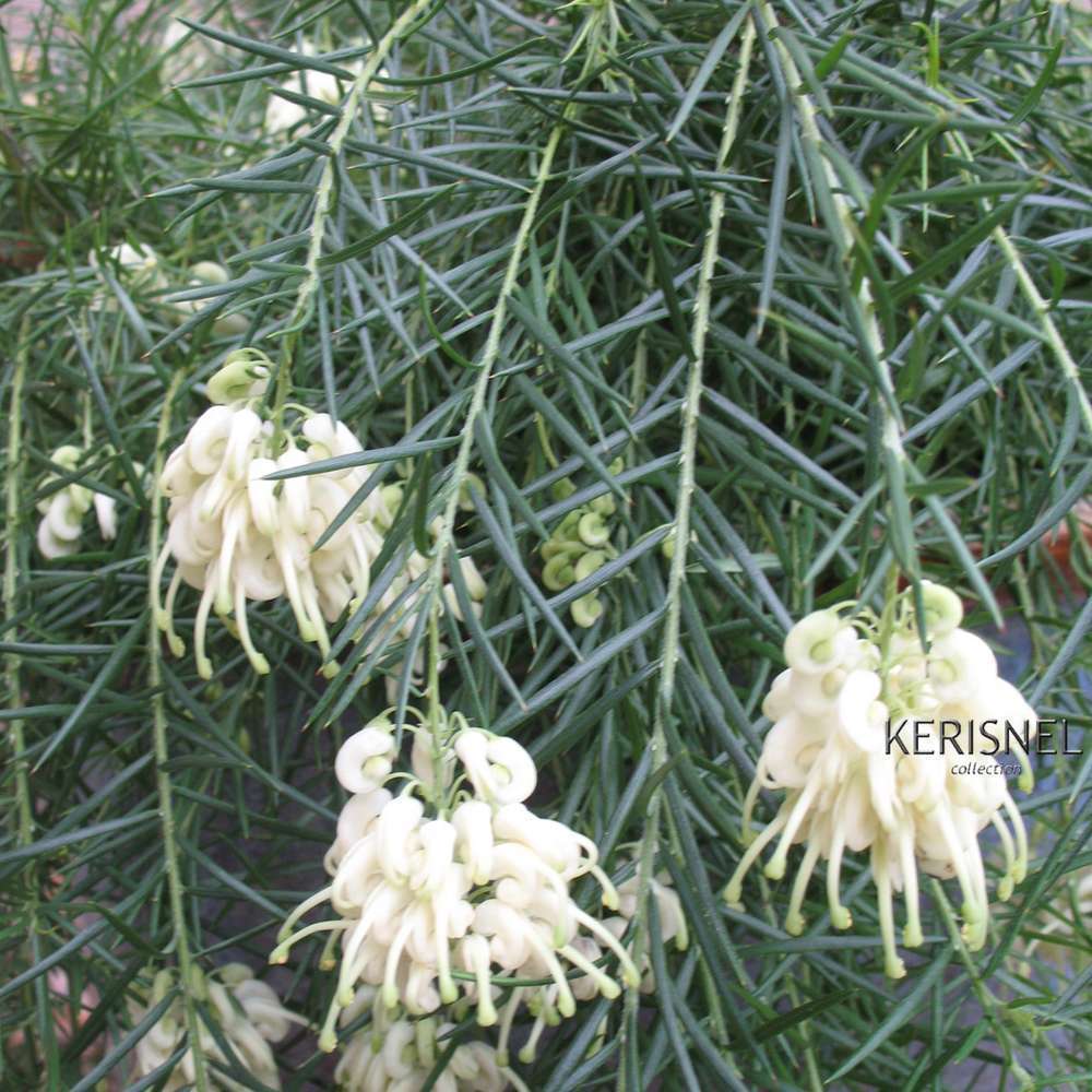GREVILLEA GRACILIS ALBA C 4L-(686630)