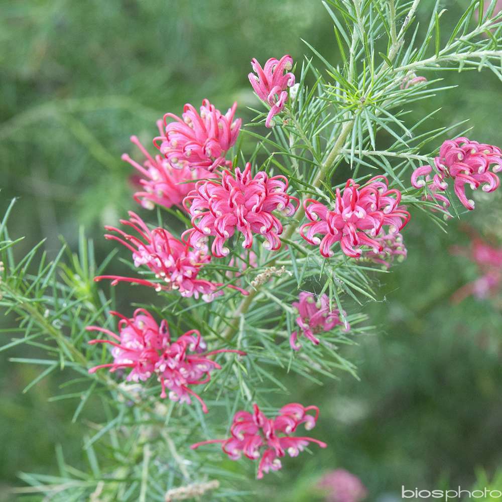 GREVILLEA JUNIPERINA C 4L-(686633)