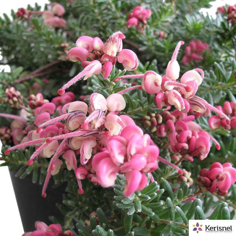 GREVILLEA M.TAMBORITHA C 4L-(686634)