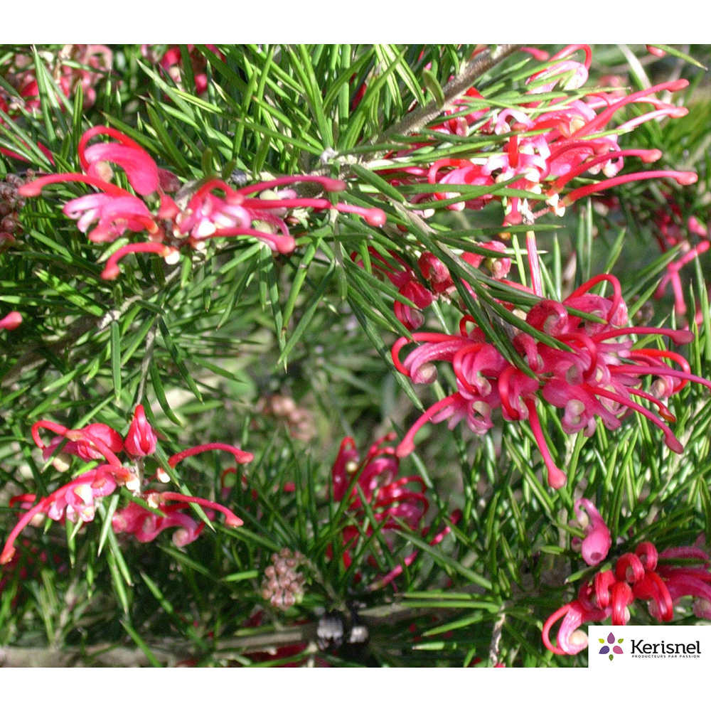 Grevillea variés:pot 4L