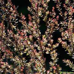 Leptospermum 'Winter Cheer':pot 2L