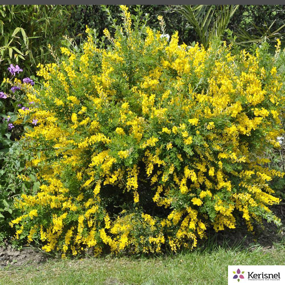 GENISTA RACEMOSA C 4L-(686648)