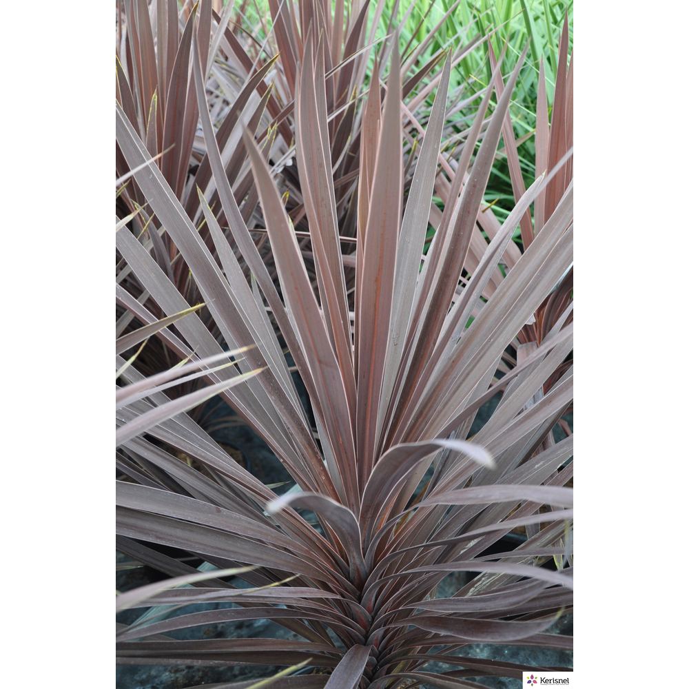 Cordyline australis:pot 4L