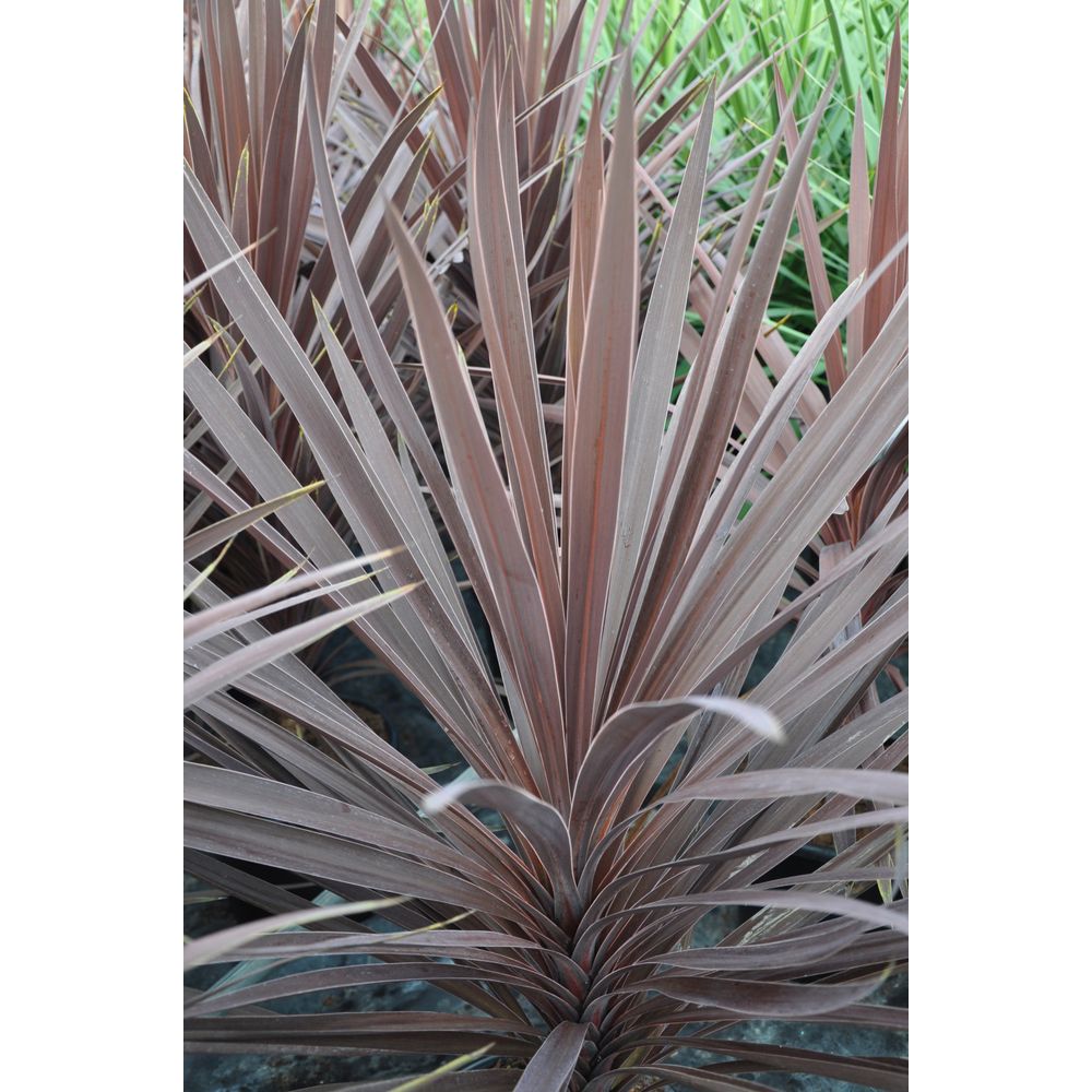 Cordyline australis collection:pot 16L