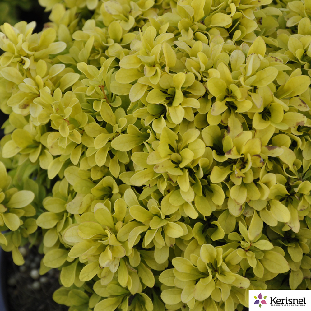 BERBERIS C 4L RC-(686669)