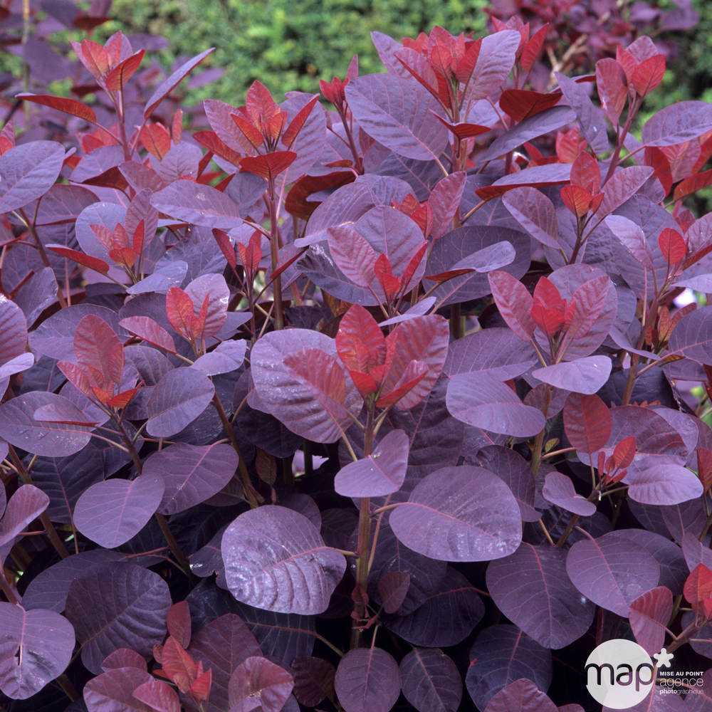 Cotinus coggygria varié : pot 4L