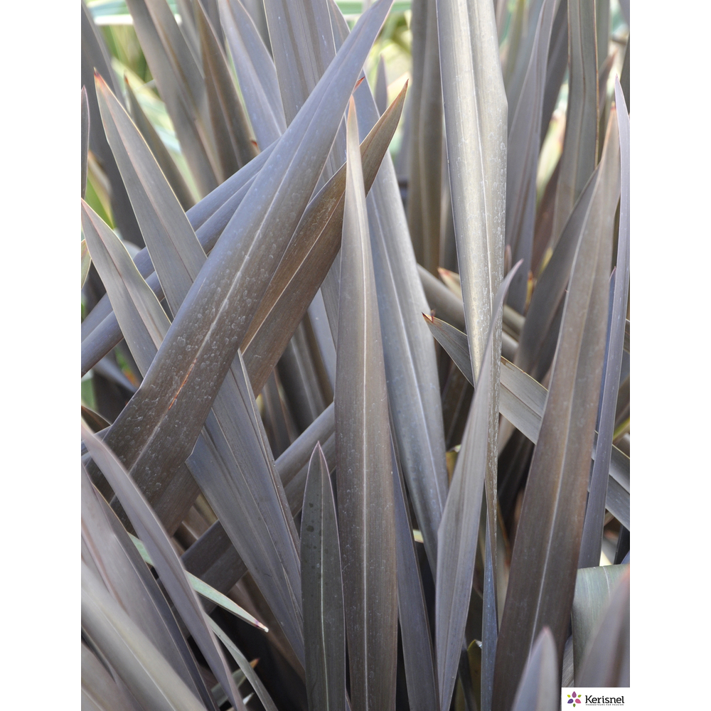 Phormium:pot 7.5L