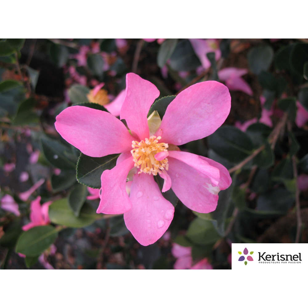 Camellia sasanqua:3 ans pot 2L