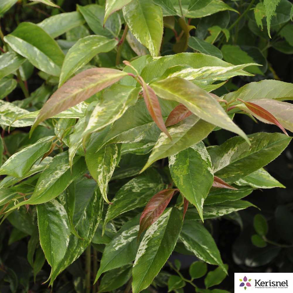 Leucothoe:pot 4L