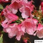Rhododendron nain : C4L