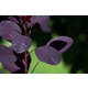 Cotinus coggygria Royal Purple C 7,5 litres