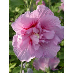 Hibiscus syriacus Lavender Chiffon® 'Notwoodone' C 4 litres