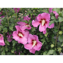 Hibiscus syriacus Russian Violet® 'Floru' C 4 litres