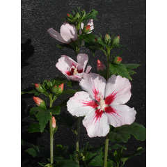 Hibiscus syriacus Hamabo C 4 litres