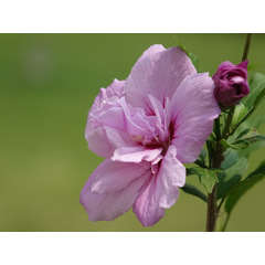 Hibiscus syriacus Pink Chiffon® 'JWNWOOD4' C 4 litres