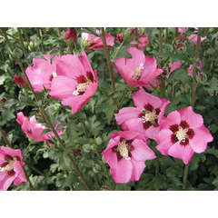 Hibiscus syriacus Pink Giant® 'Flogi' C 4 litres