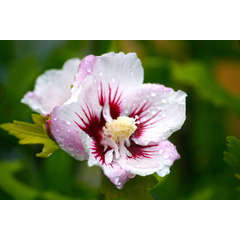 Hibiscus syriacus Pinky Spot® 'Minspot' C 7,5 litres