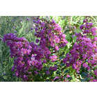 Lilas des indes indica violet d'été® 'indyvio' godet
