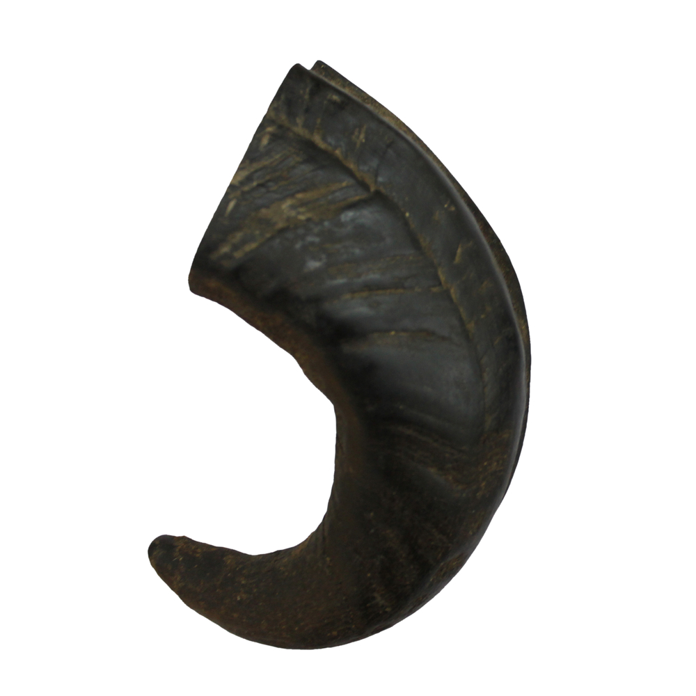 Corne de buffle 12,5cm - 15cm