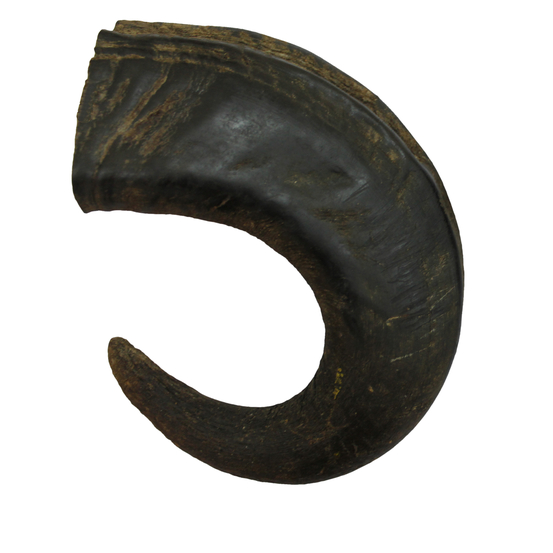 Corne de buffle 15 - 20cm