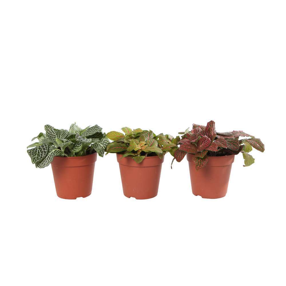 Jardinière En Pot, Cordyline Et Bougainvilliers Dans Un Pot Noir - Pur