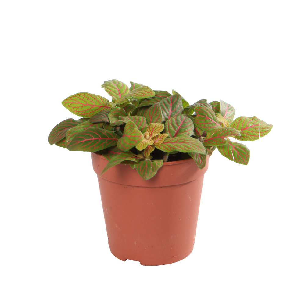 FITTONIA FORREST FLAME D12-(691898)