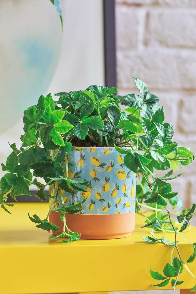 Parthenocissus striata:pot D12 cm