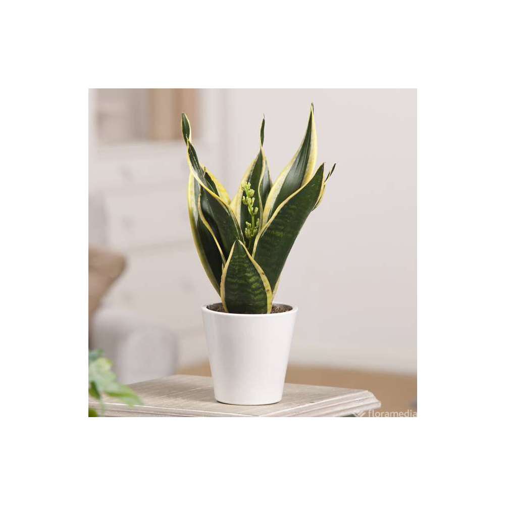 Sansevieria futura:pot D12 cm