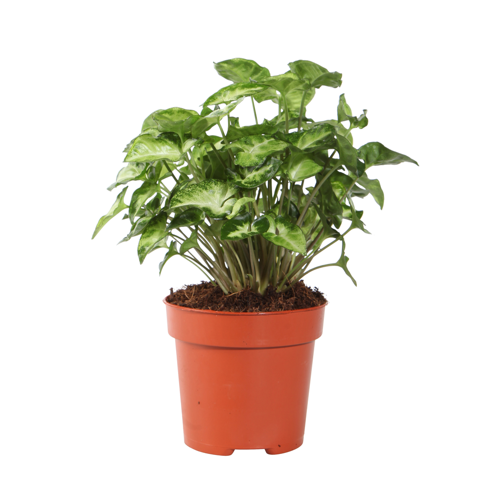 SYNGONIUM PIXIE D12-(691901)