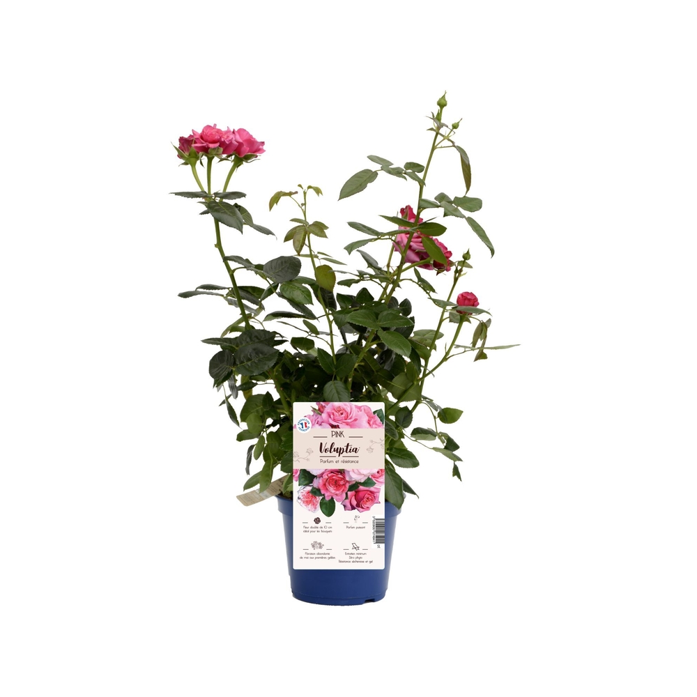Rosier Decorosiers ® Voluptia ® : pot 3L