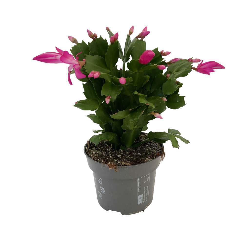 SCHLUMBERGERA D13 H30-(693107)