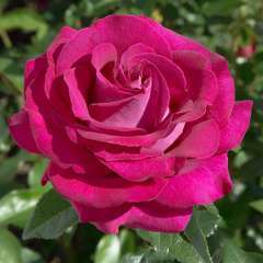 Rosier buisson rose 'Belles rives®' Meizolnil : en motte