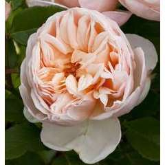 Rosier buisson rose 'Belle Romantica®' Meigapencey : en motte