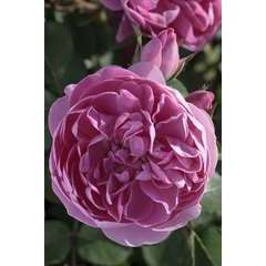 Rosier grimpant rose 'Allegro®' Meileodevin : en motte