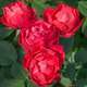 Rosier buisson rouge 'Cherry Bonica®' Meipeporia : en motte