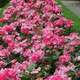 Rosier buisson rose 'Rodin®' Meigadraz : en motte