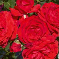 Rosier buisson rouge 'Scarlet Bonica®' Meiscarlebo : en motte