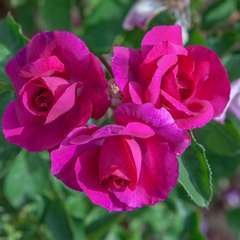 Rosier buisson rose violet 'Bluebell®' 'Meimindefer' : en motte