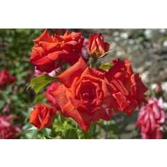 Rosier buisson orange rouge 'Rusticana®' 'Poppy Flash' : en motte