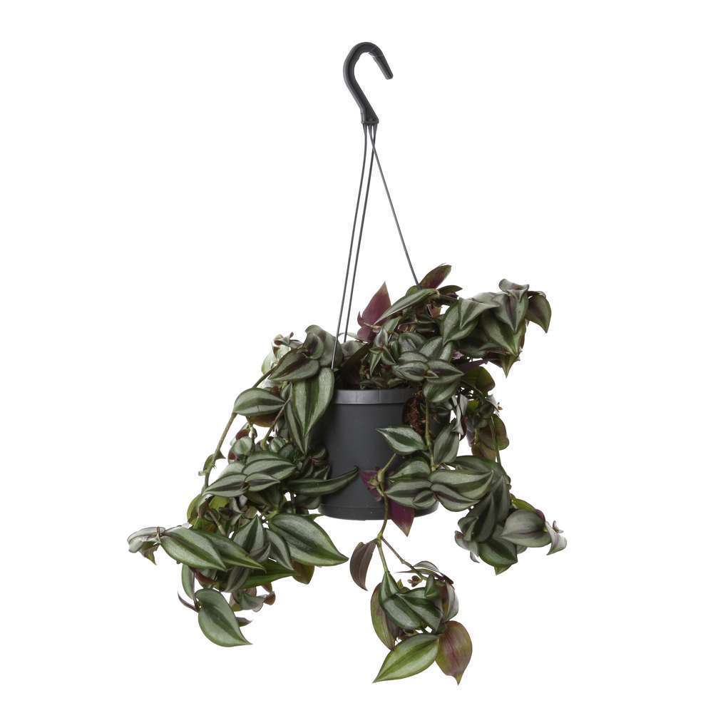 Tradescantia Zebrina : suspension D18cm
