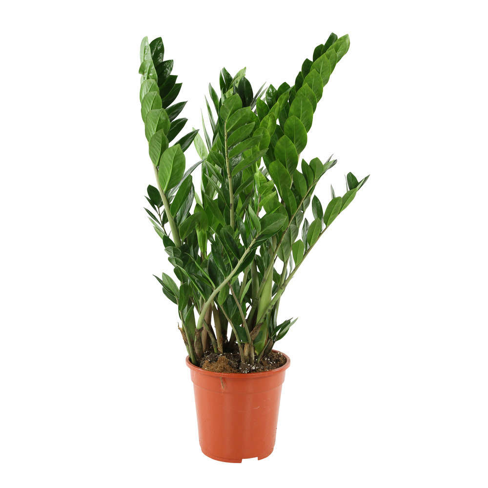 Zamioculcas : pot D.21cm