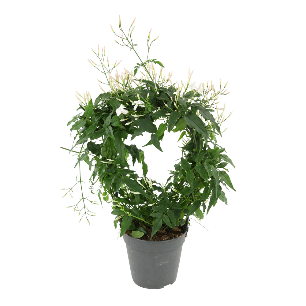 Jasmin arceau : d12, h40 cm, 300 boutons