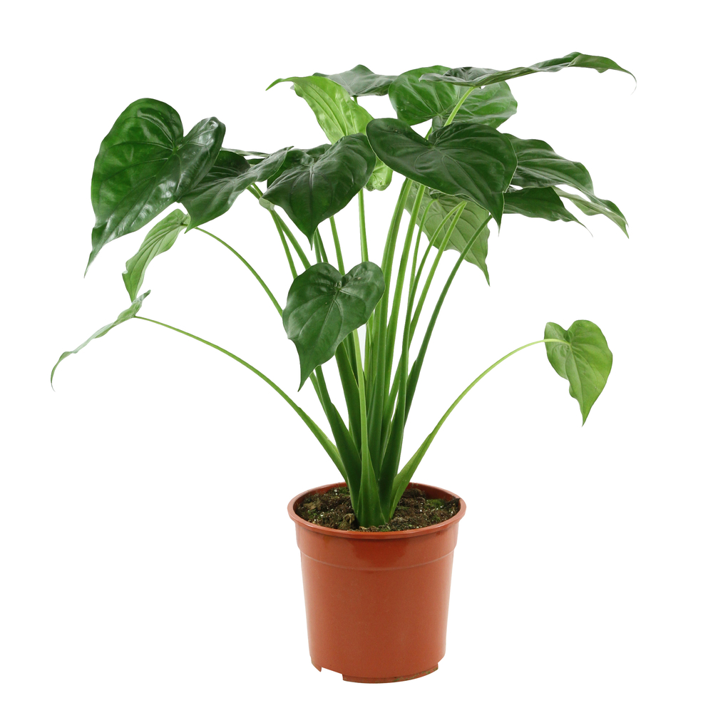 Alocasia cucullata: d24 x h90cm