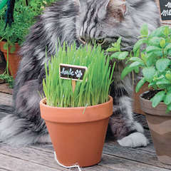 NÃ©cessaire de culture d'herbes Ã chat biologique 